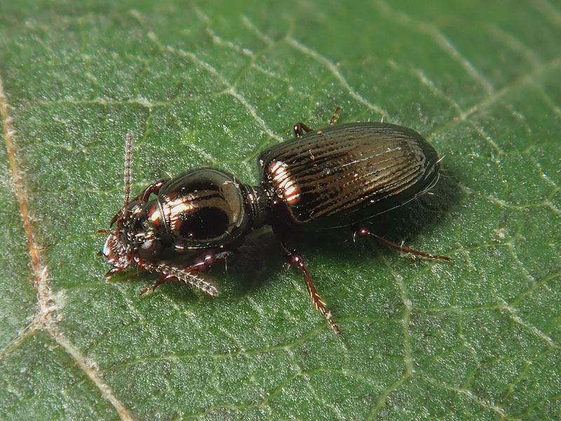 Carabidae: Dyschirius sp.?  S, D. nitidus o D. agnatus